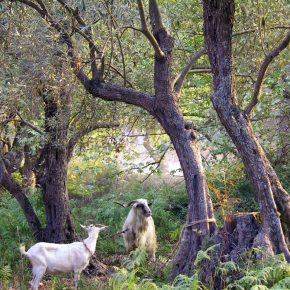 An Ancient Olive Grove